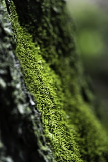 A close up of a moss covered tree trunk