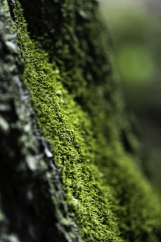 A close up of a moss covered tree trunk