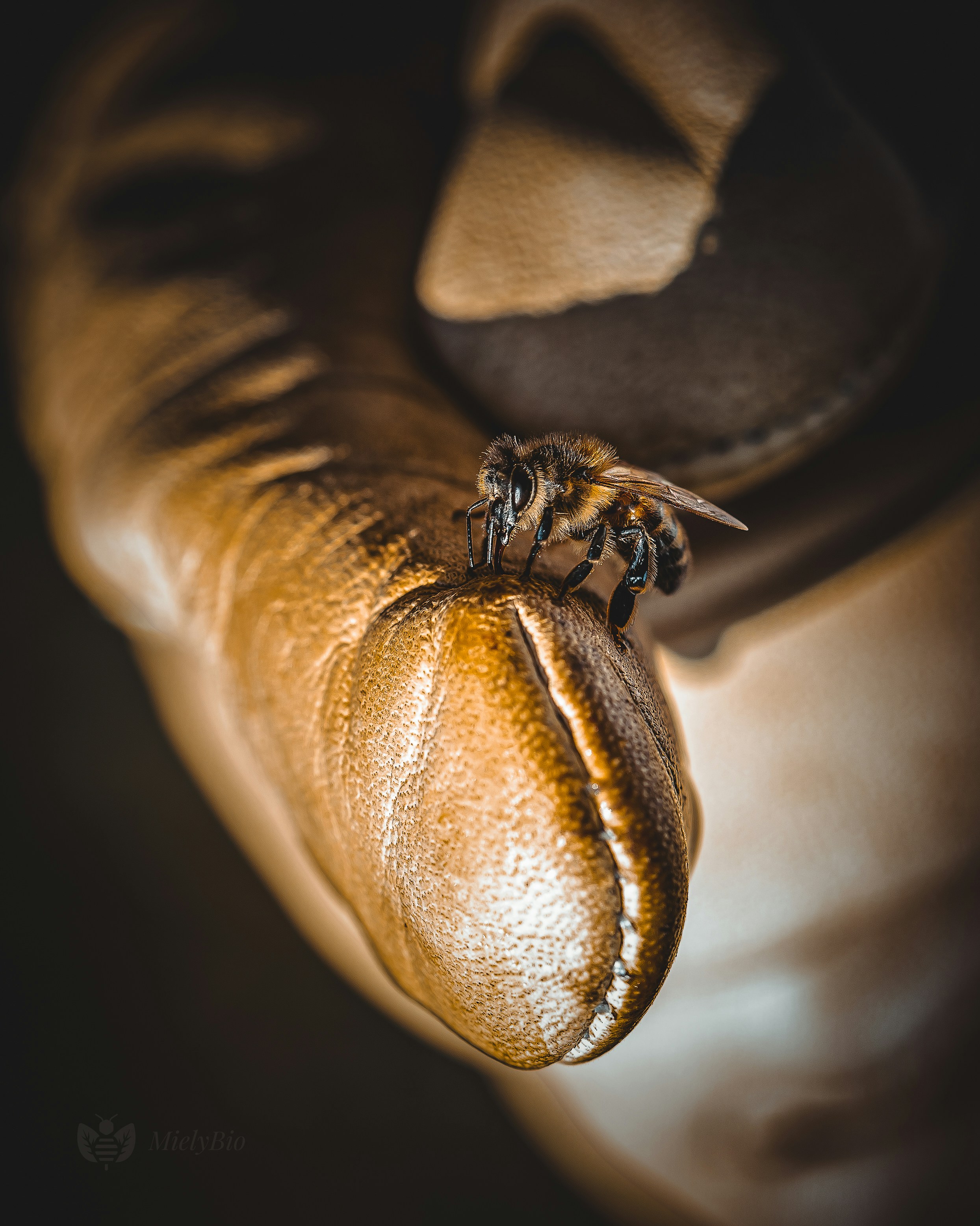 A close up of a glove with a bug crawling on it