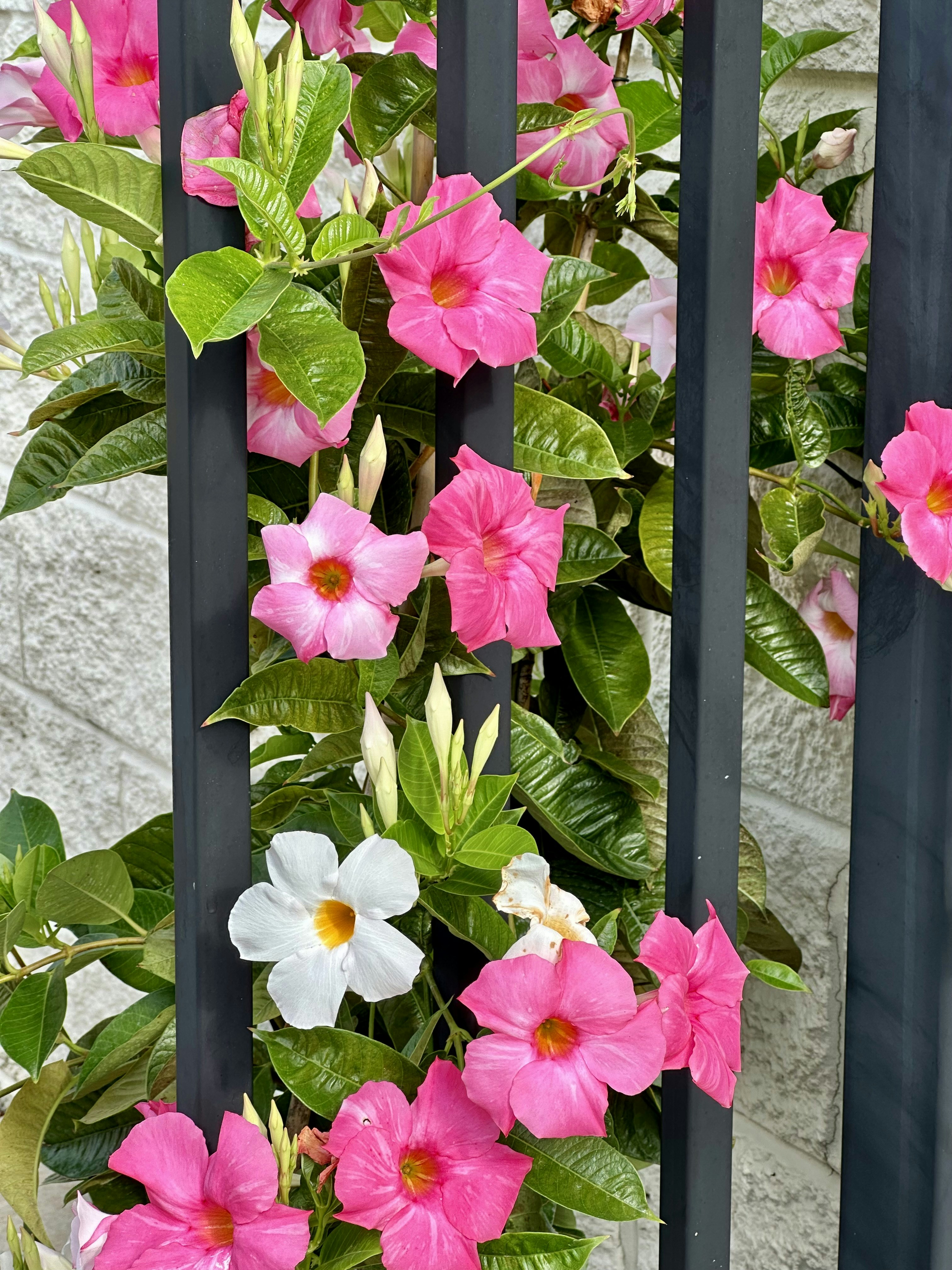 Pink and white flowers are growing on a fence