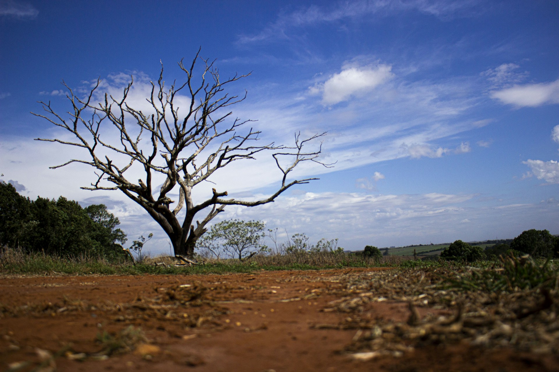 A lone tree stands in the middle of a dirt field