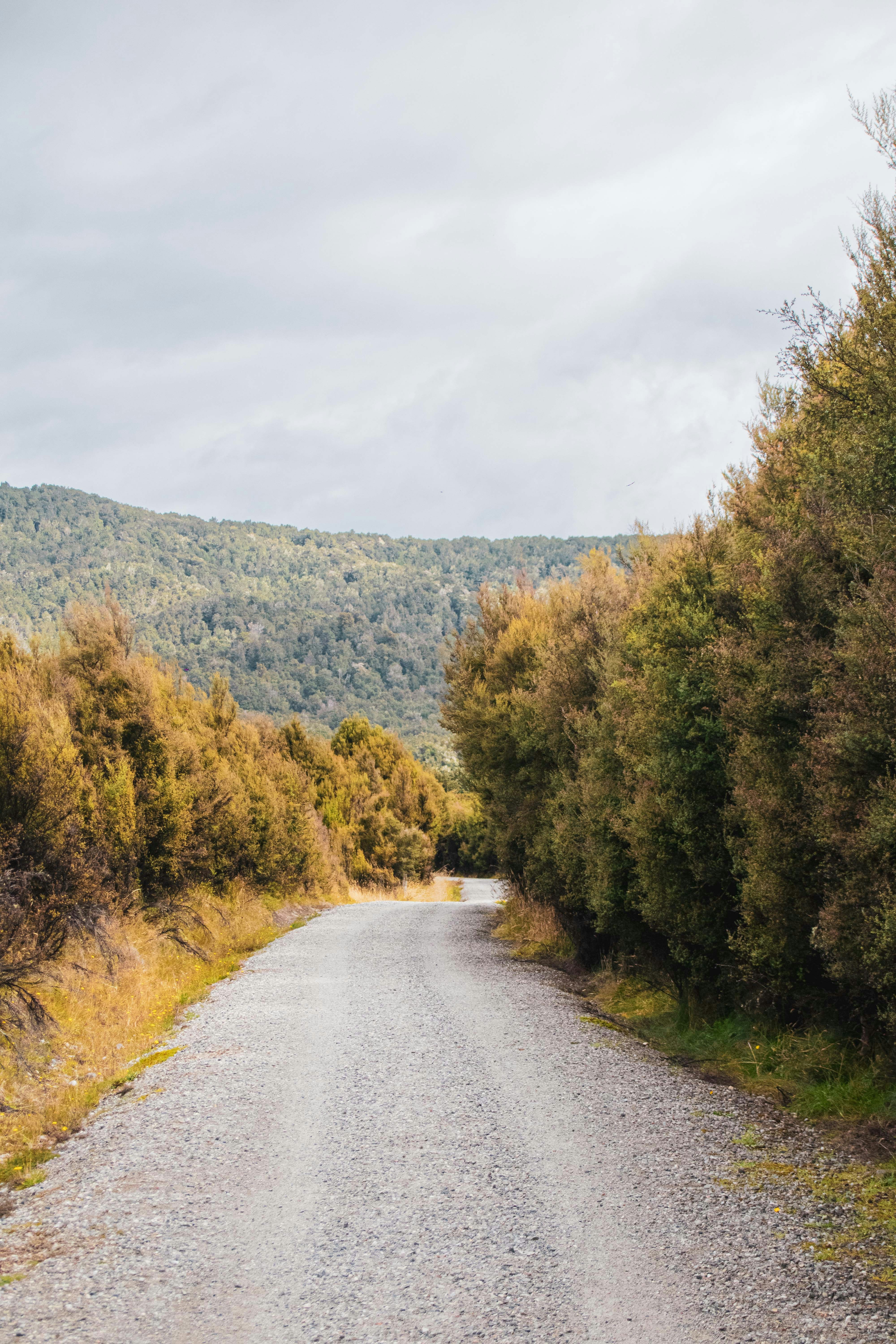 A dirt road surrounded by trees and bushes photo – Free Forest Image on ...