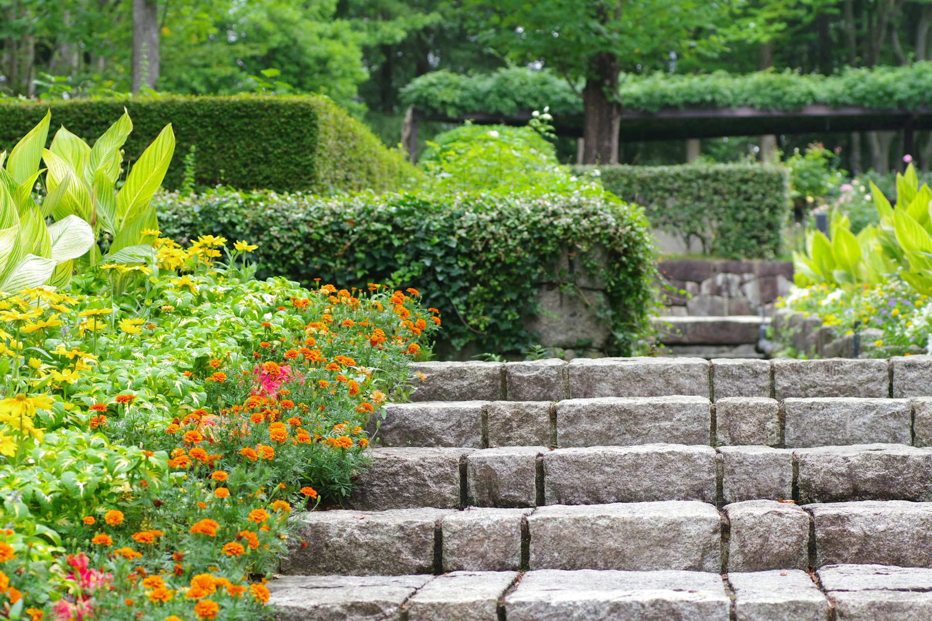 A garden filled with lots of different types of flowers