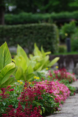 A garden filled with lots of colorful flowers