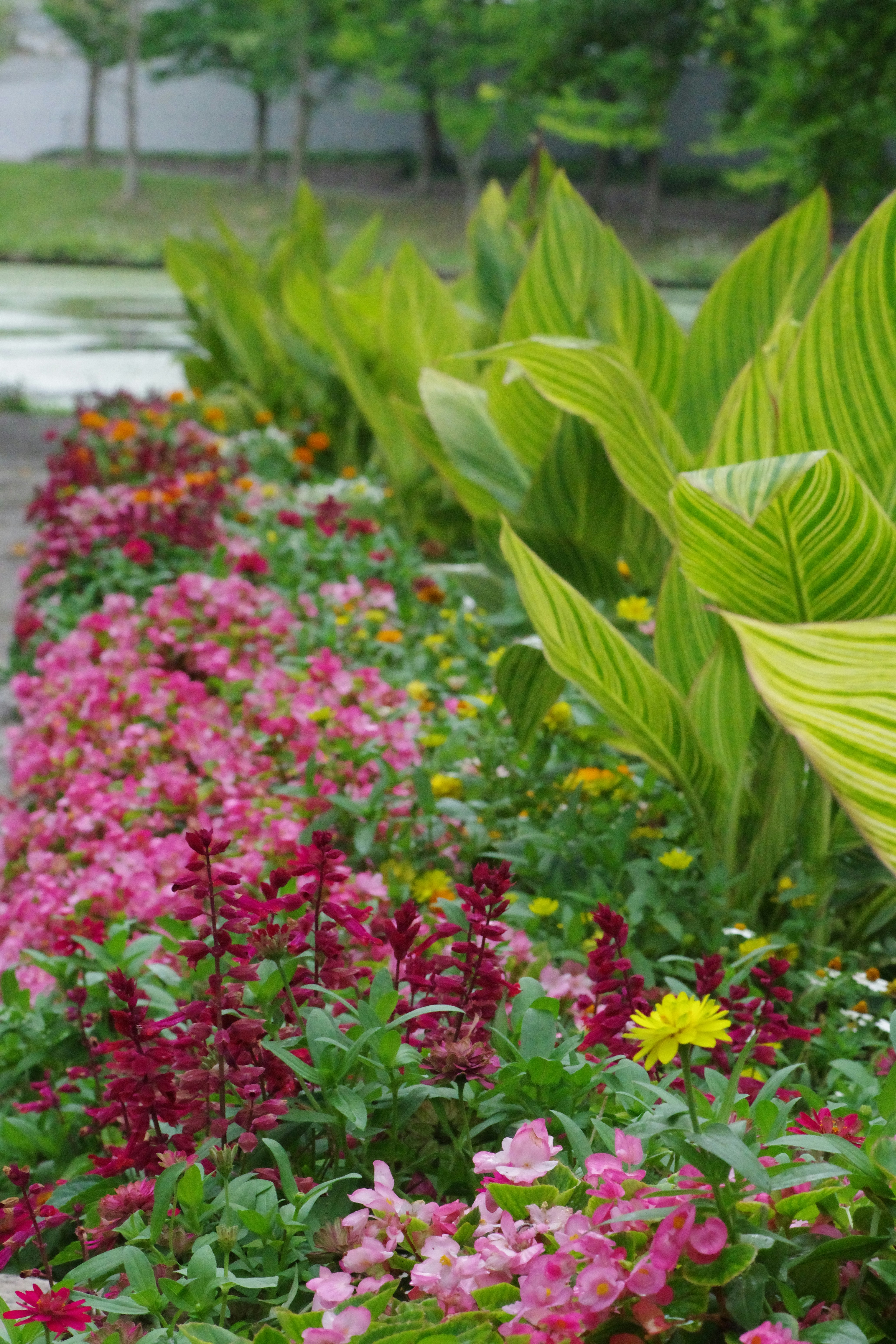 A bunch of flowers that are in a garden photo – Free 水 Image on Unsplash