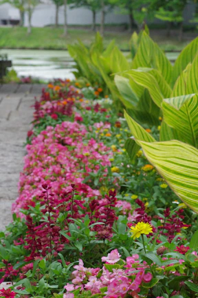 A garden filled with lots of colorful flowers