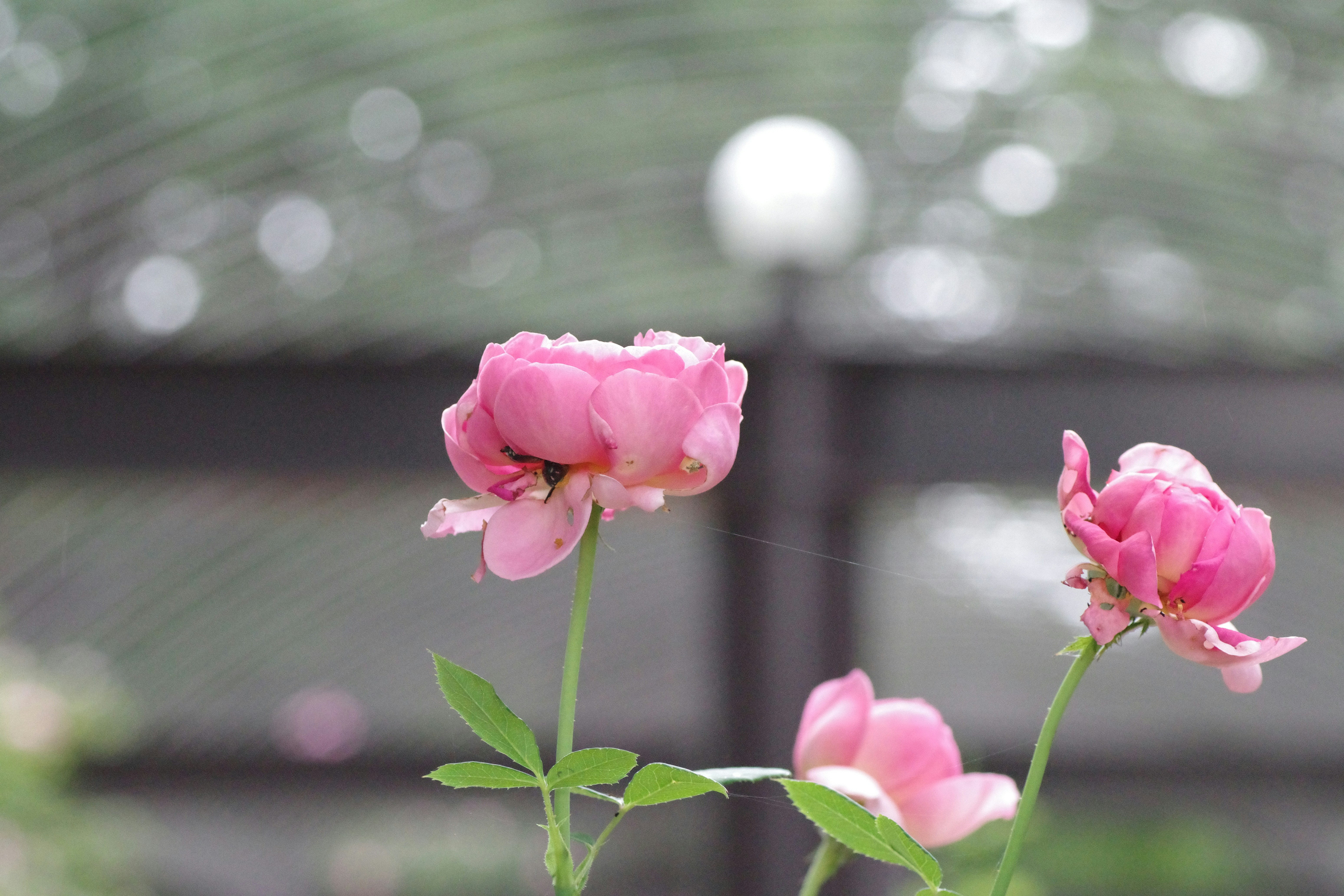 Photo by naopp