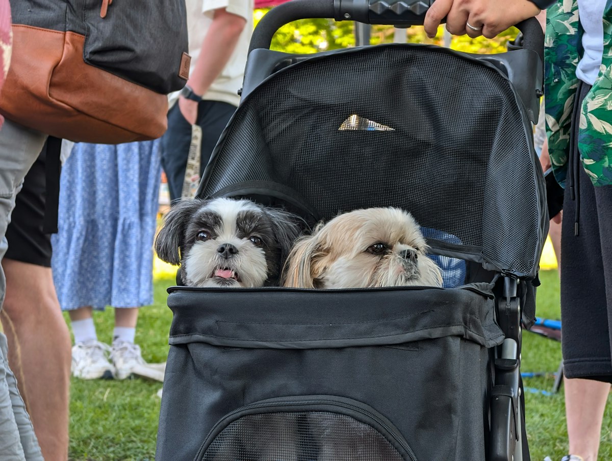 Two small dogs sitting in a pet stroller - the best dog stroller for senior dogs keeps older pups comfortable on walks