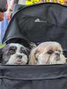 Two small dogs are sitting in a stroller