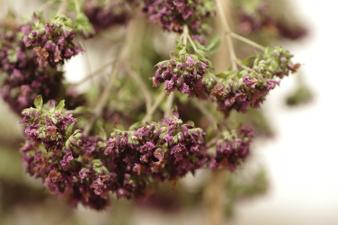 Ajwain
