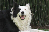 A black and white dog laying on top of a lush green field