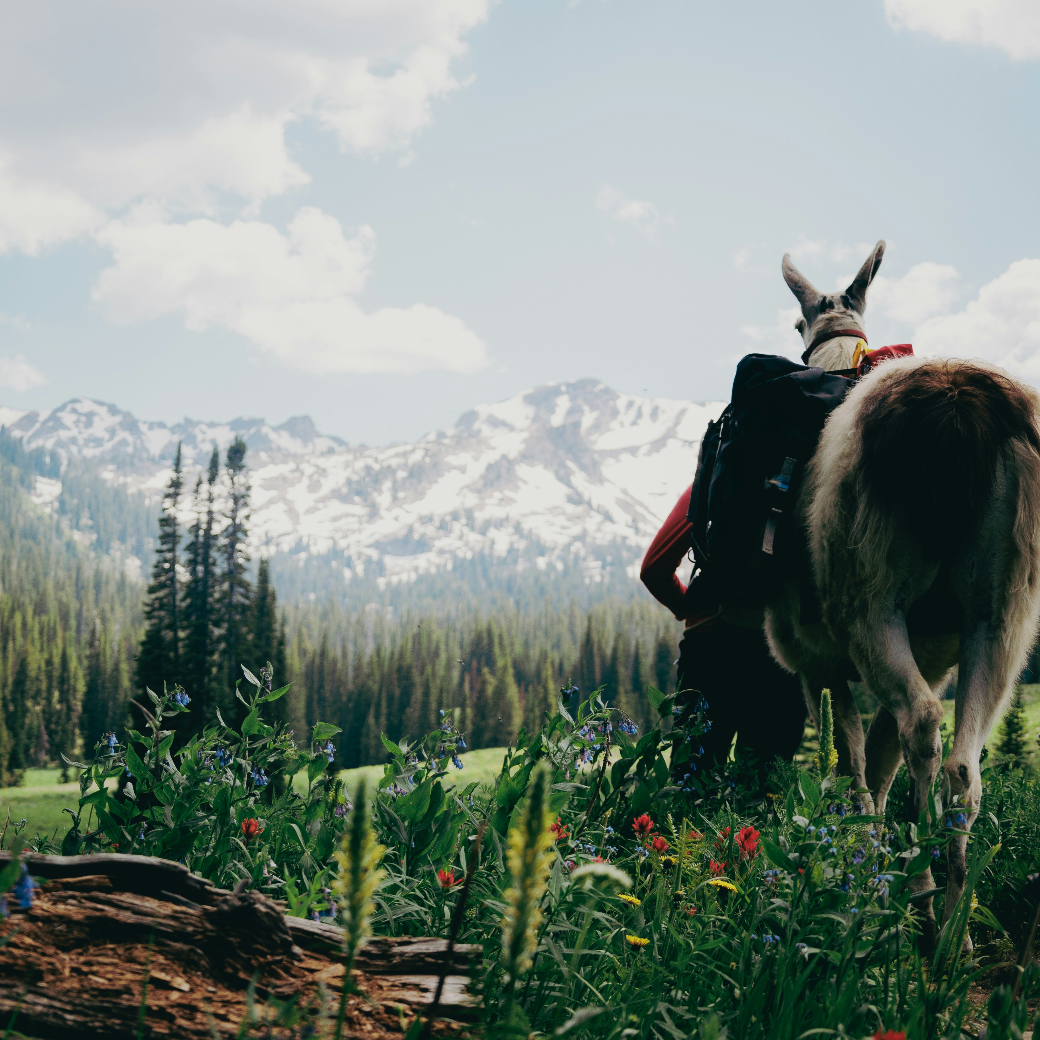 Llamas and Alpacas Carrying Supplies to High-Altitude Projects (image credits: unsplash)