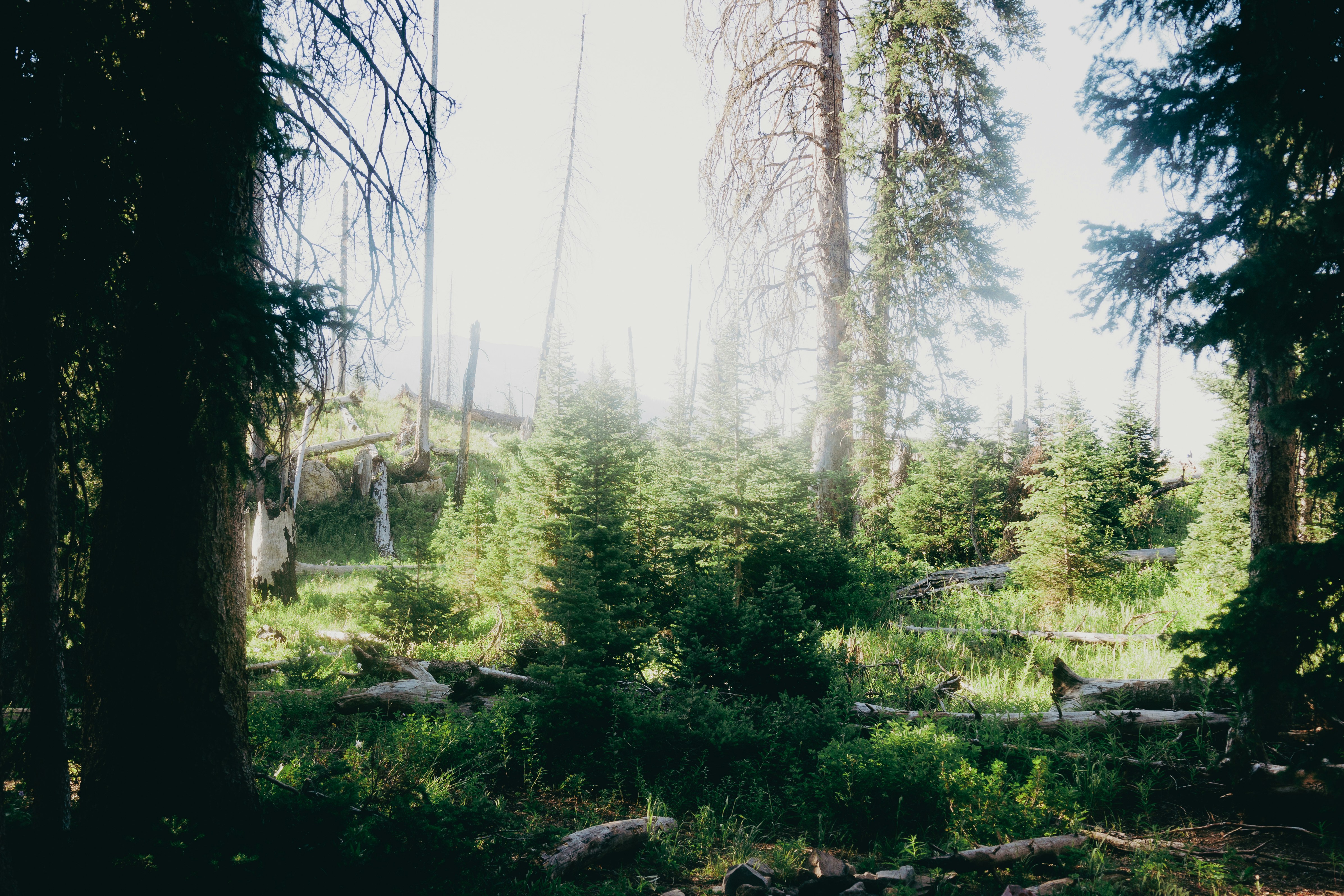 Photo by jossbroward