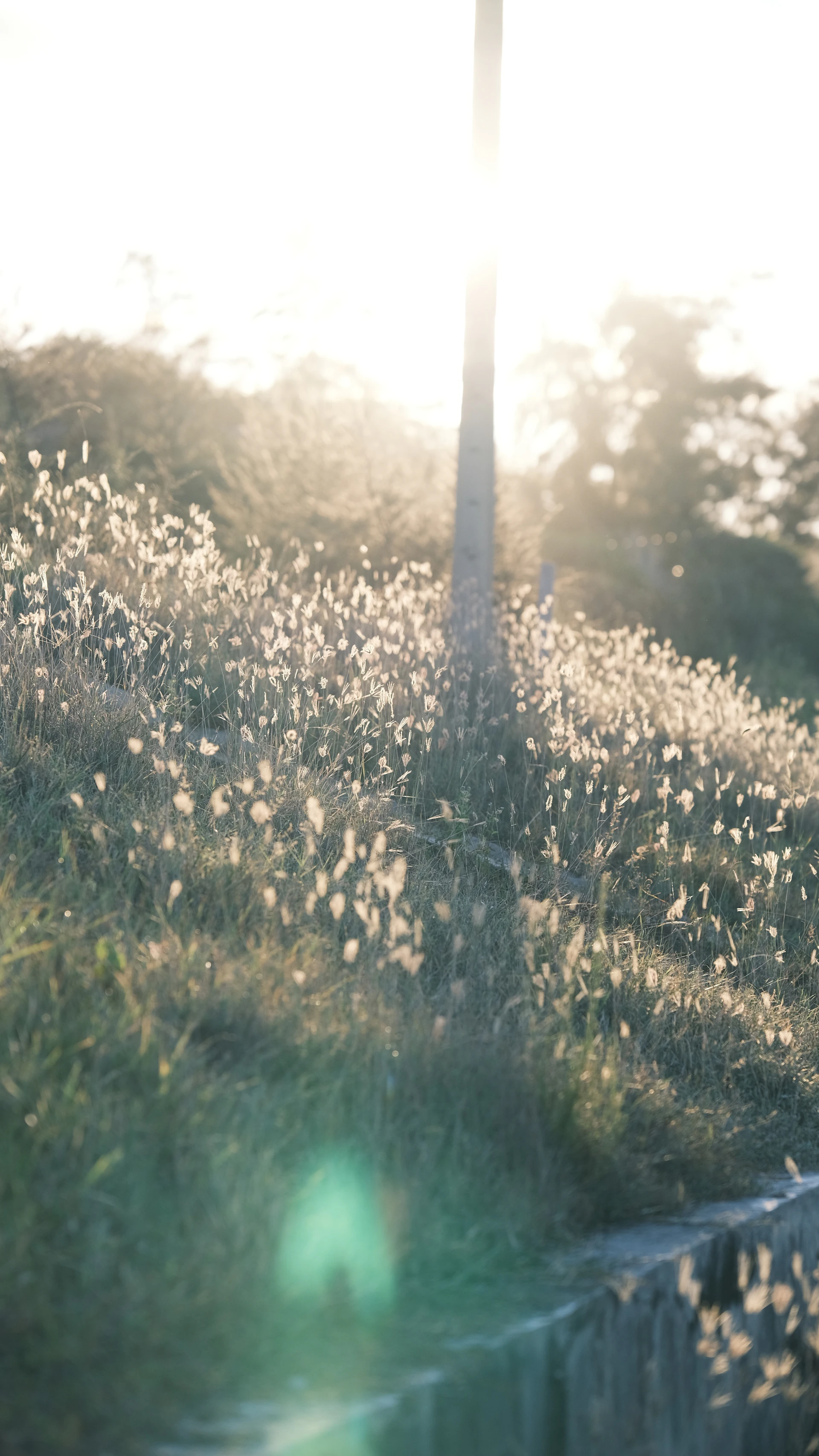 The sun shines brightly on a grassy hill