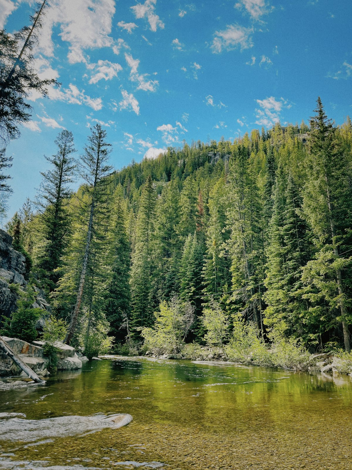 A South Platte tailwater run near Deckers — the water this box is built for, where a handful of flies do most of the work