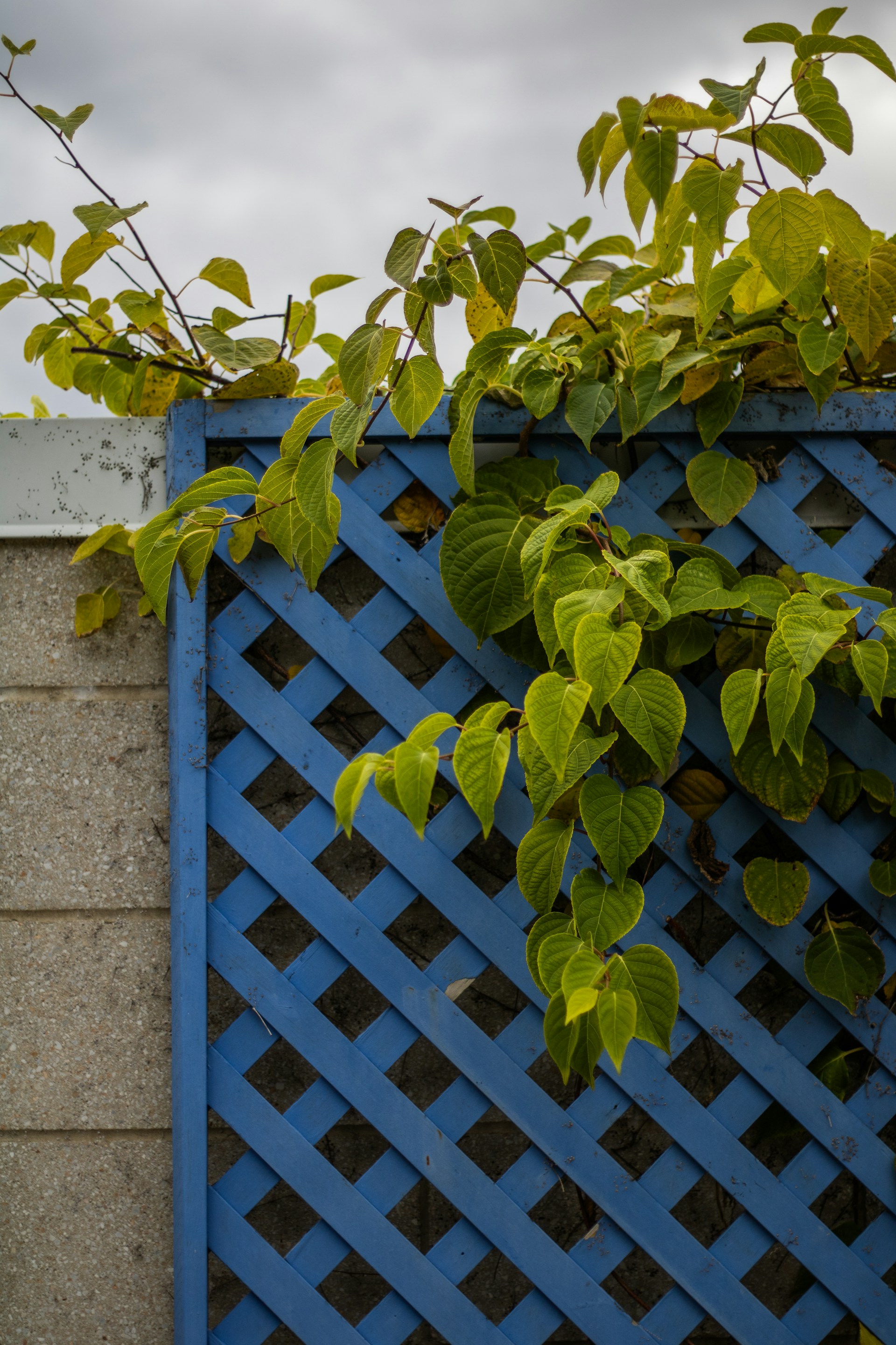 A bird is perched on top of a blue fence