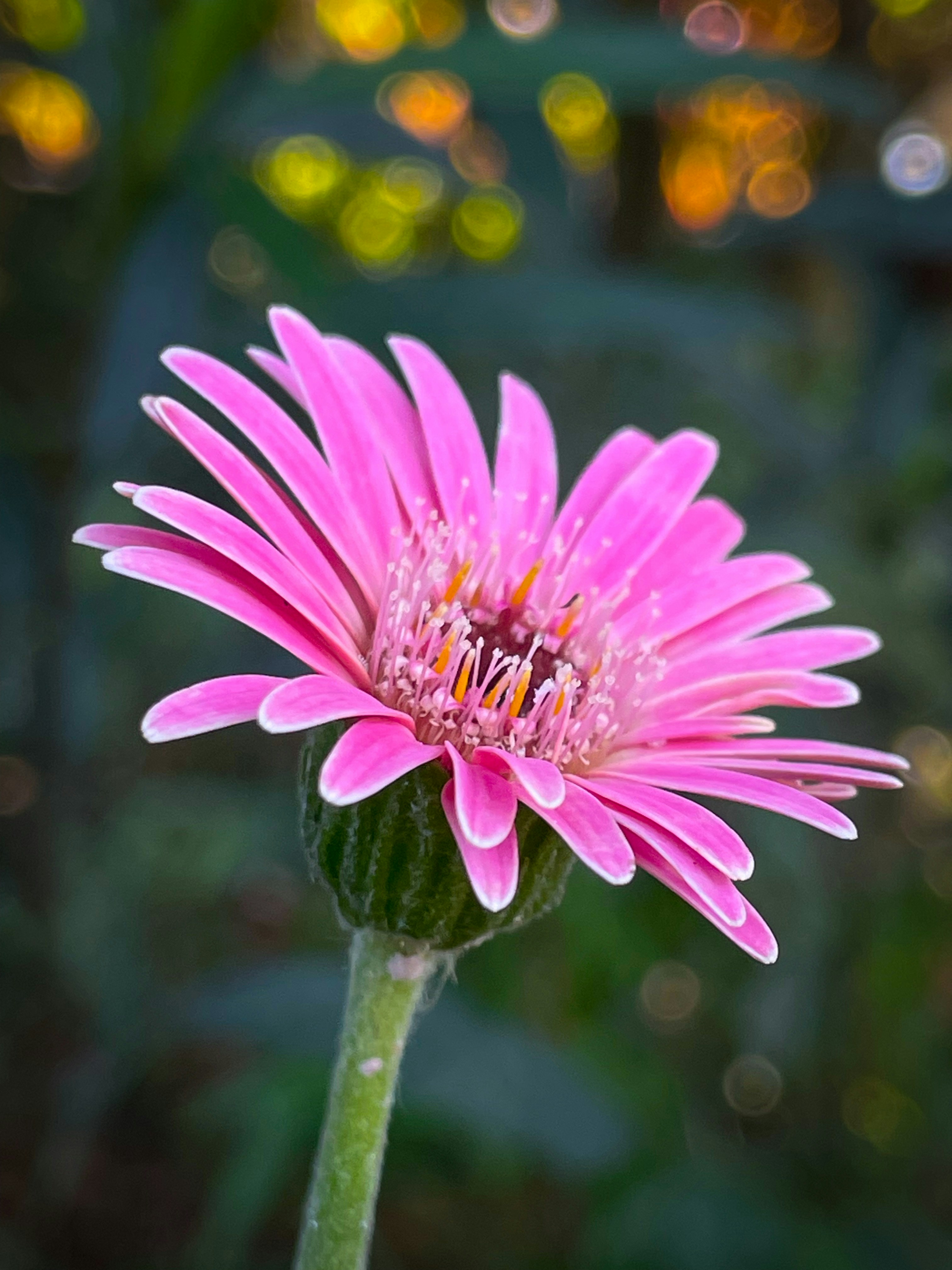 A close up of a pink flower with a blurry background