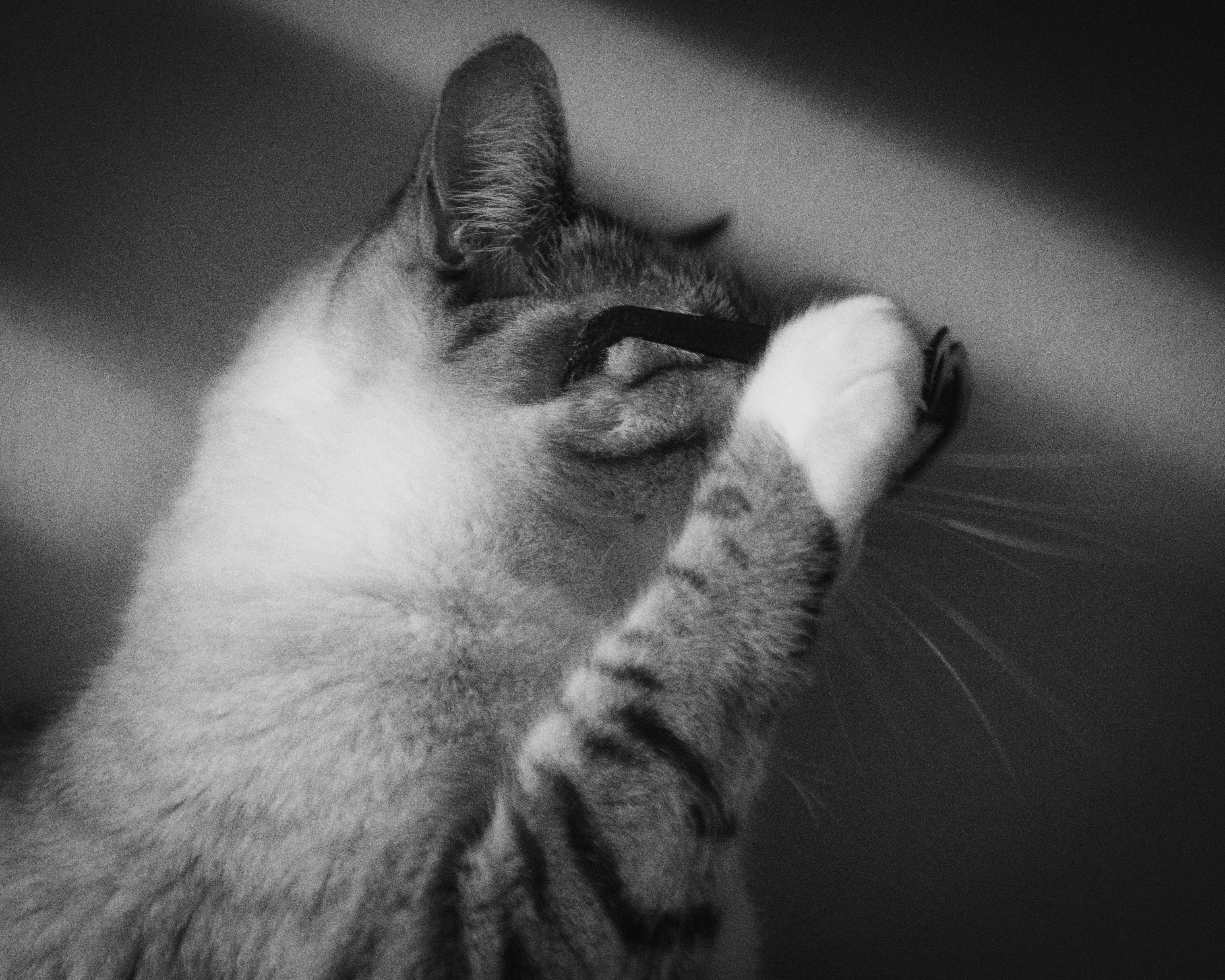 Photo by lucasdalamartaphoto