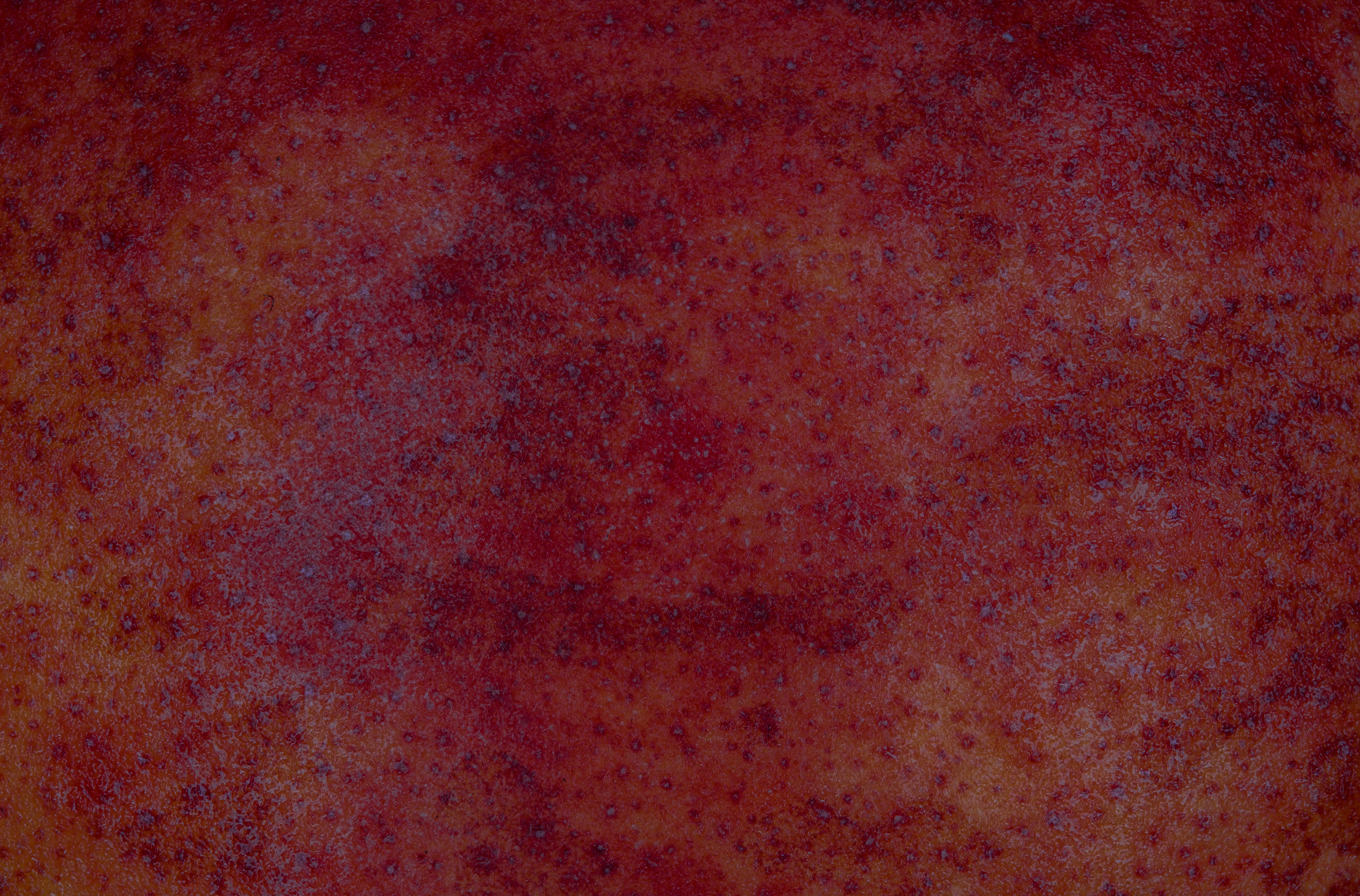 Maroon beanie with white pom-pom.