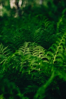 A lush green forest filled with lots of leaves