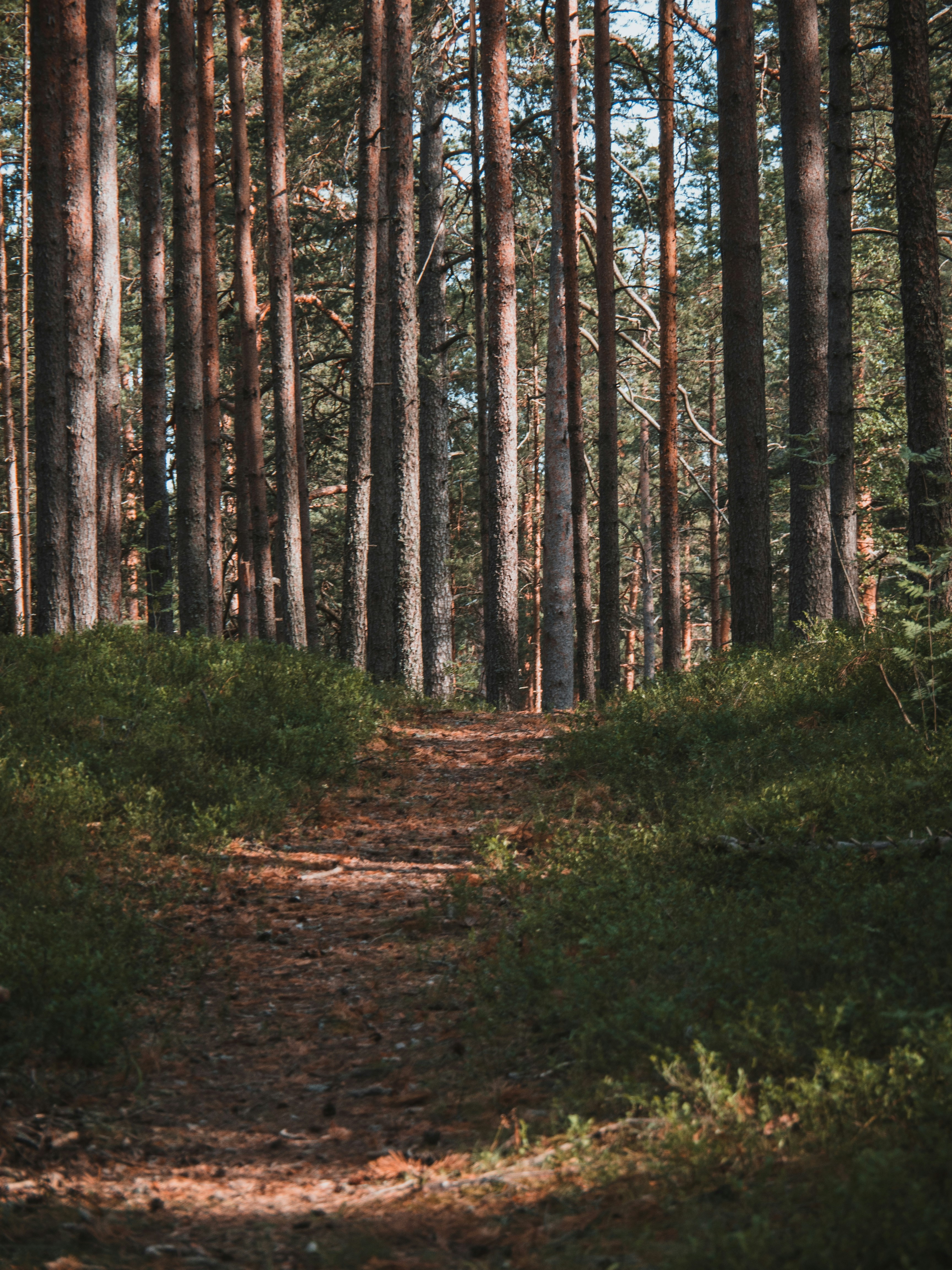 Trail in a forest