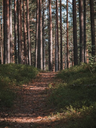 A path in the middle of a forest with lots of trees