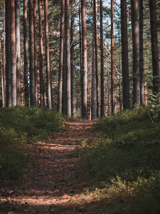 A path in the middle of a forest with lots of trees