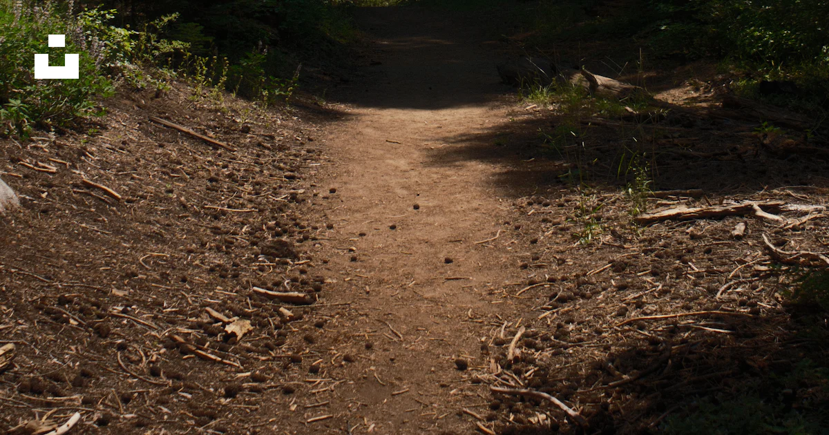 Dirt Path Pattern A dirt path in the middle of a forest photo – Free Path Image on Unsplash