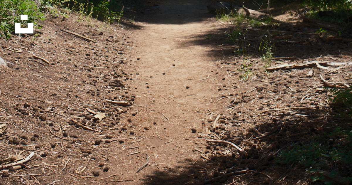 Dirt Path Pattern A dirt path in the middle of a forest photo – Free Forest Image on Unsplash