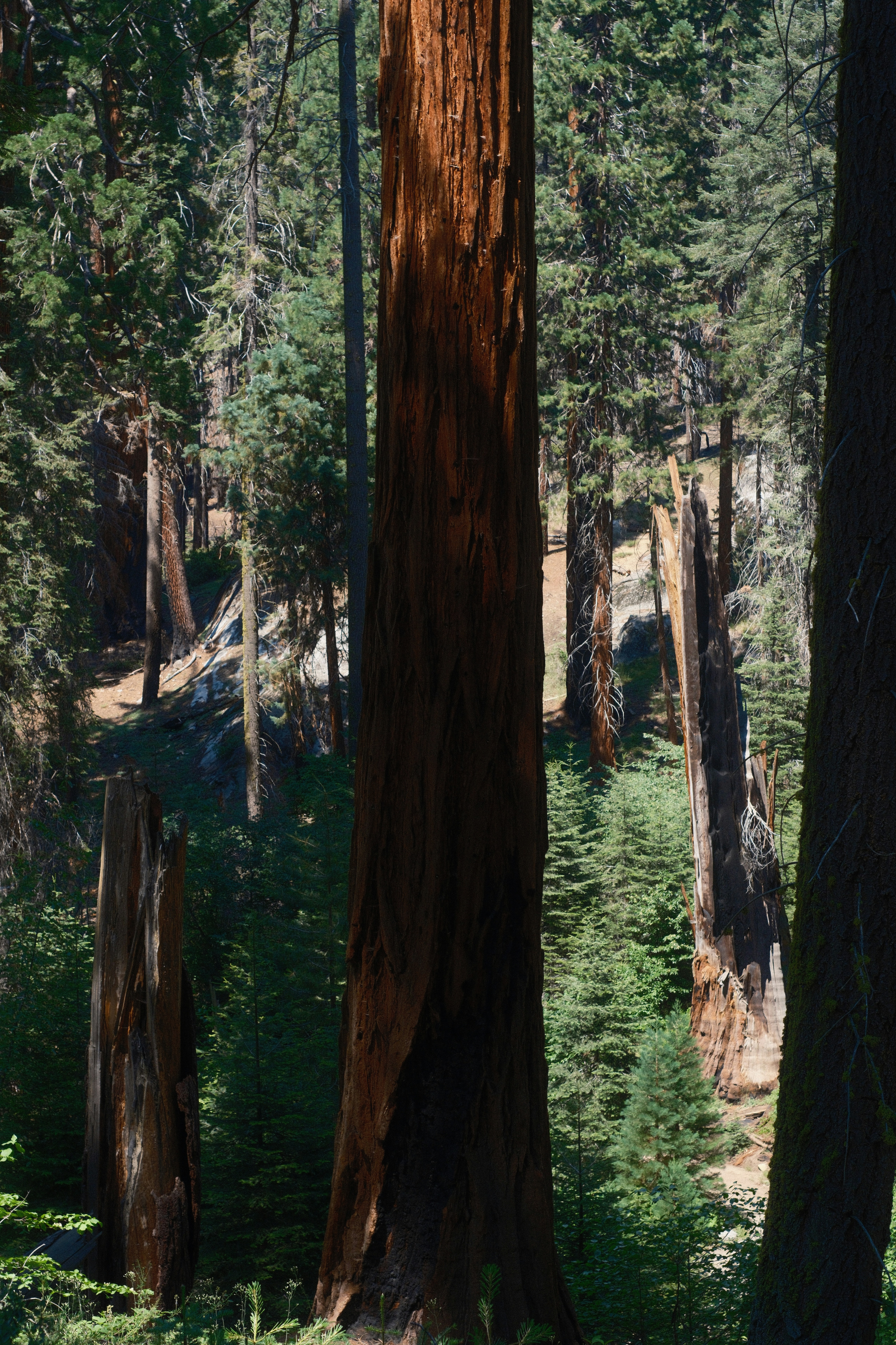 macOS Sequoia vs. Windows 11: A Technical Comparison of Modern Desktop Ecosystems