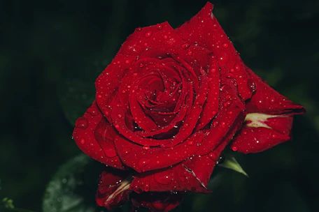 A red rose with water droplets on it