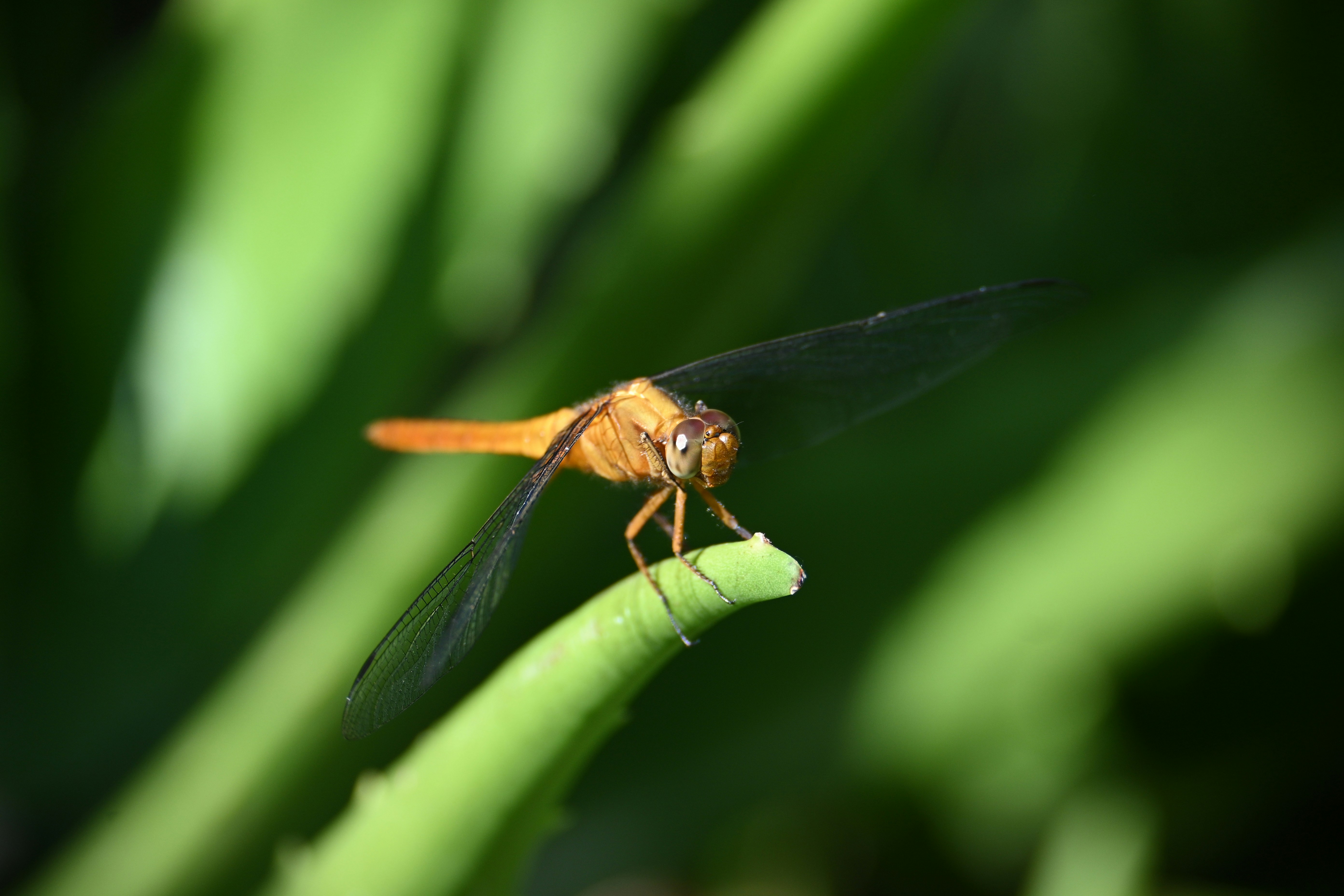 A close up of a dragonfly on a plant photo – Free Aloevera plant Image ...