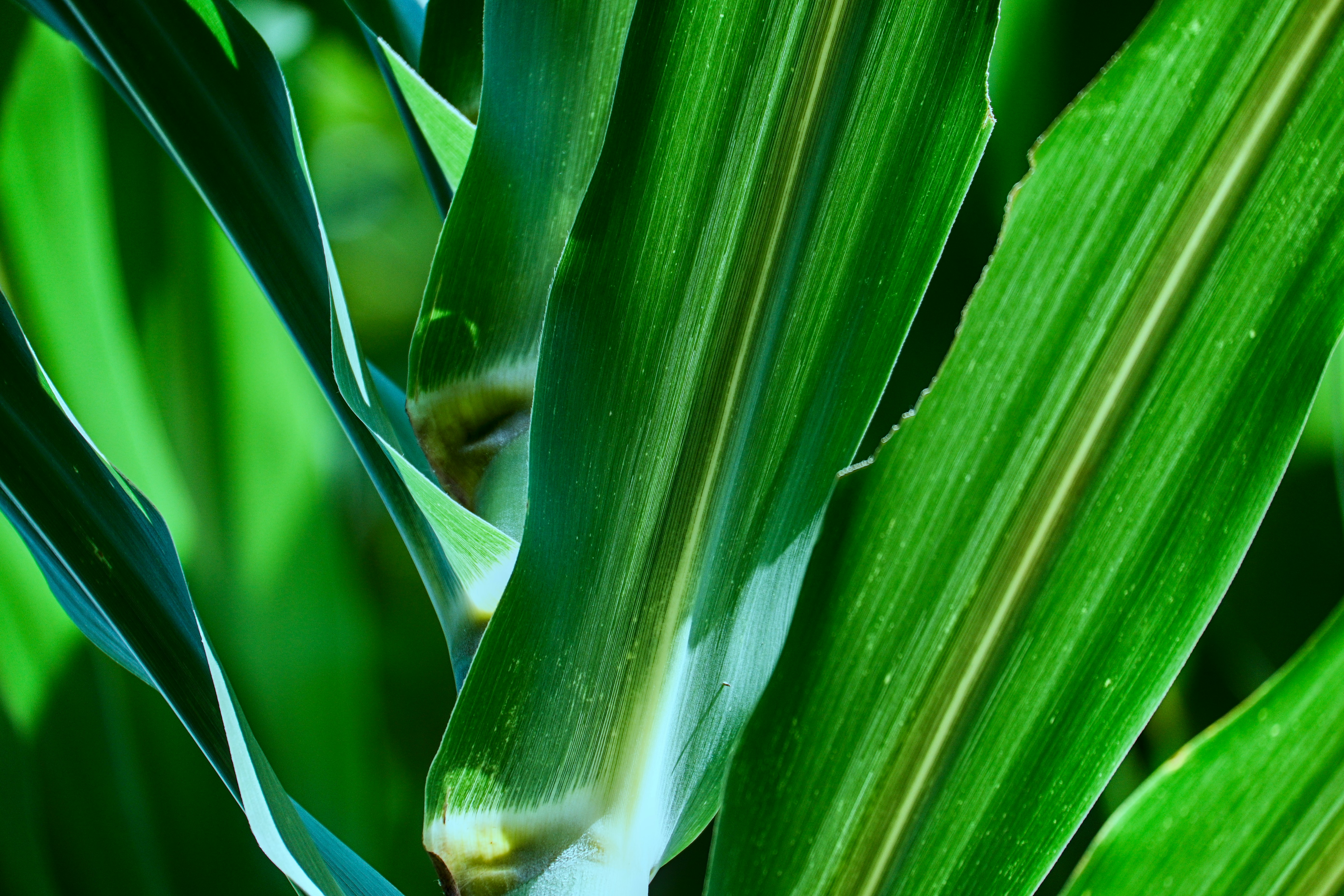 A close up of a green plant with leaves