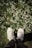 A person standing in front of a bush with white flowers