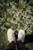 A person standing in front of a bush with white flowers