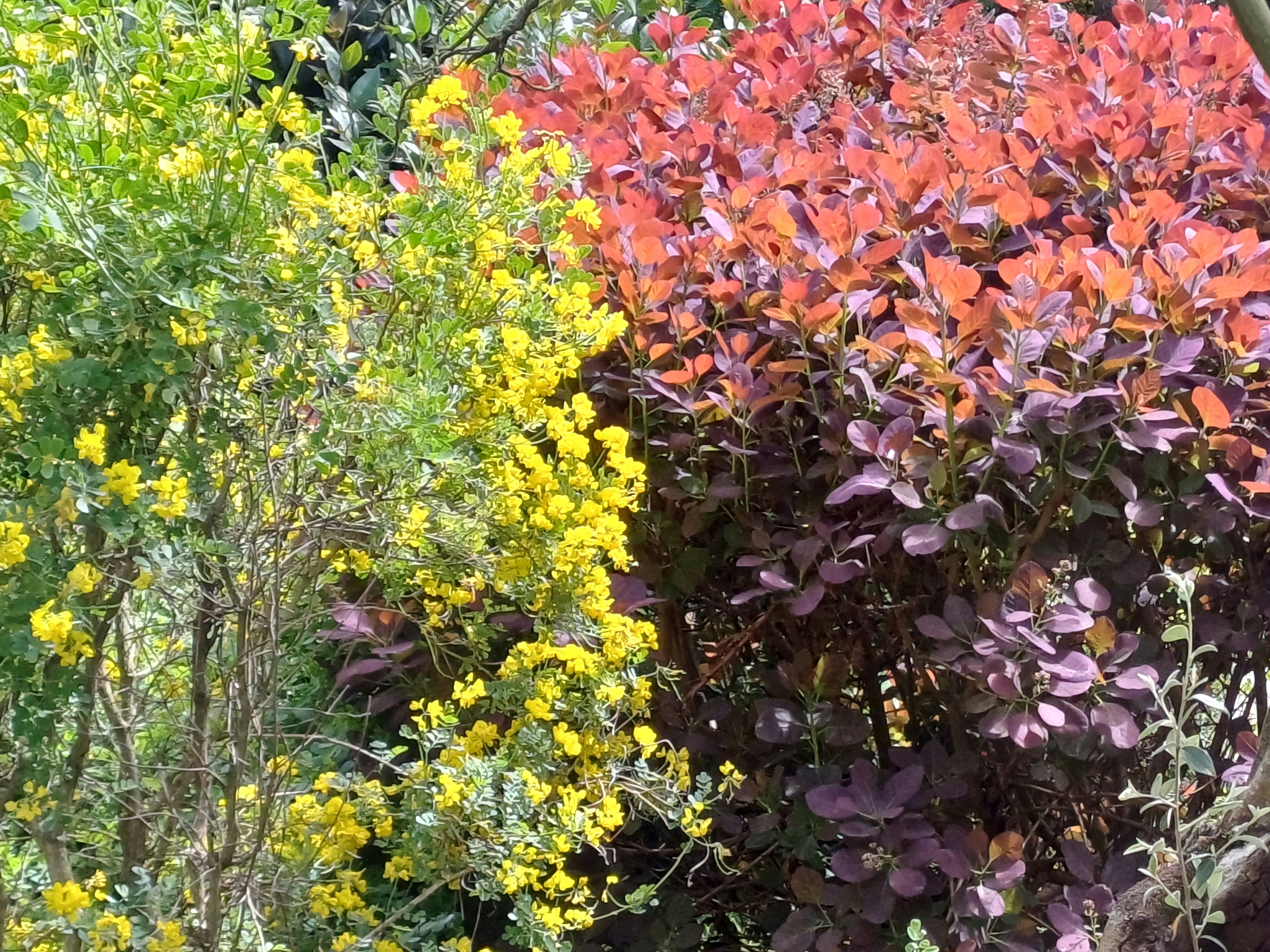 A bunch of different colored plants in a garden