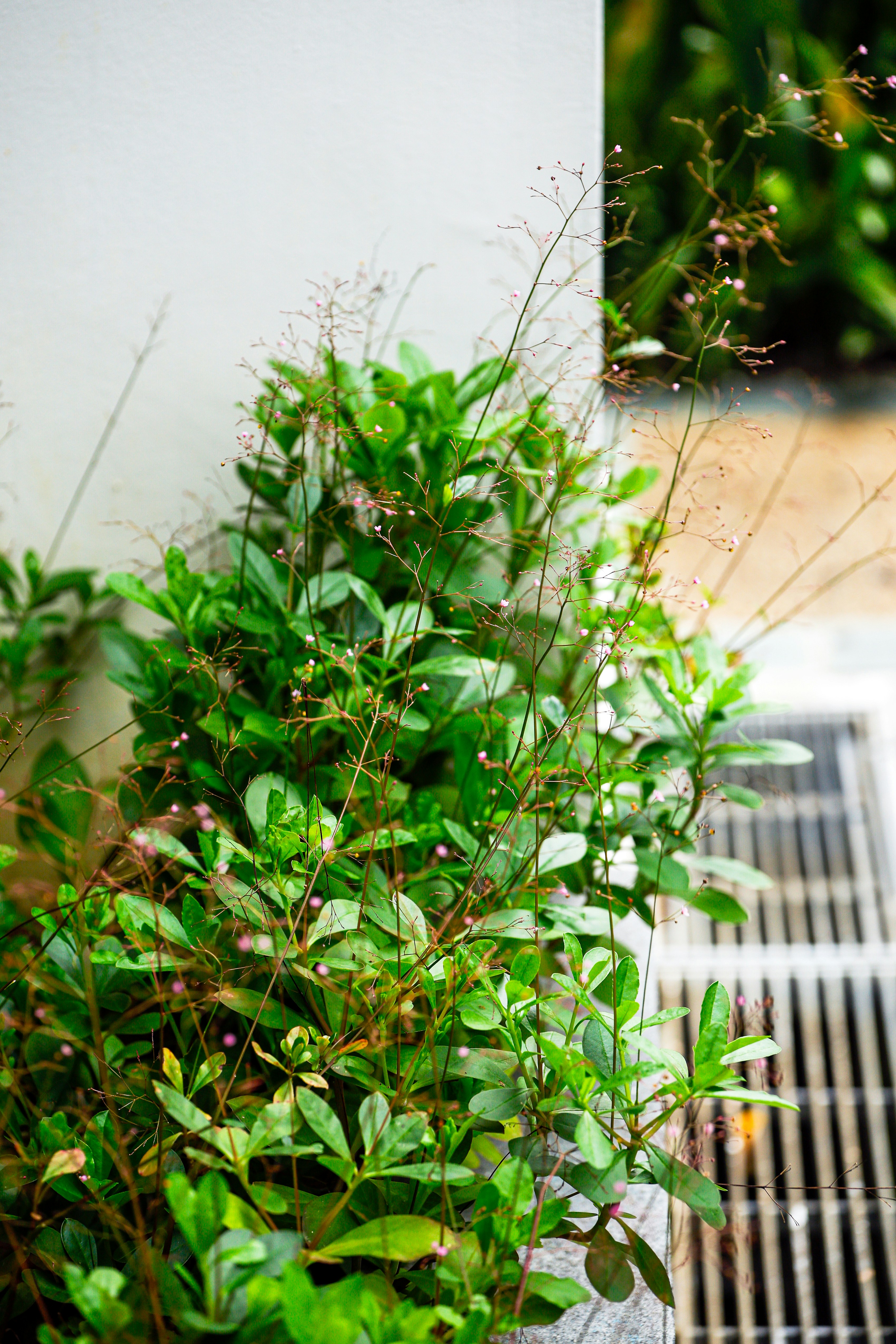 A fire hydrant sitting next to a green bush