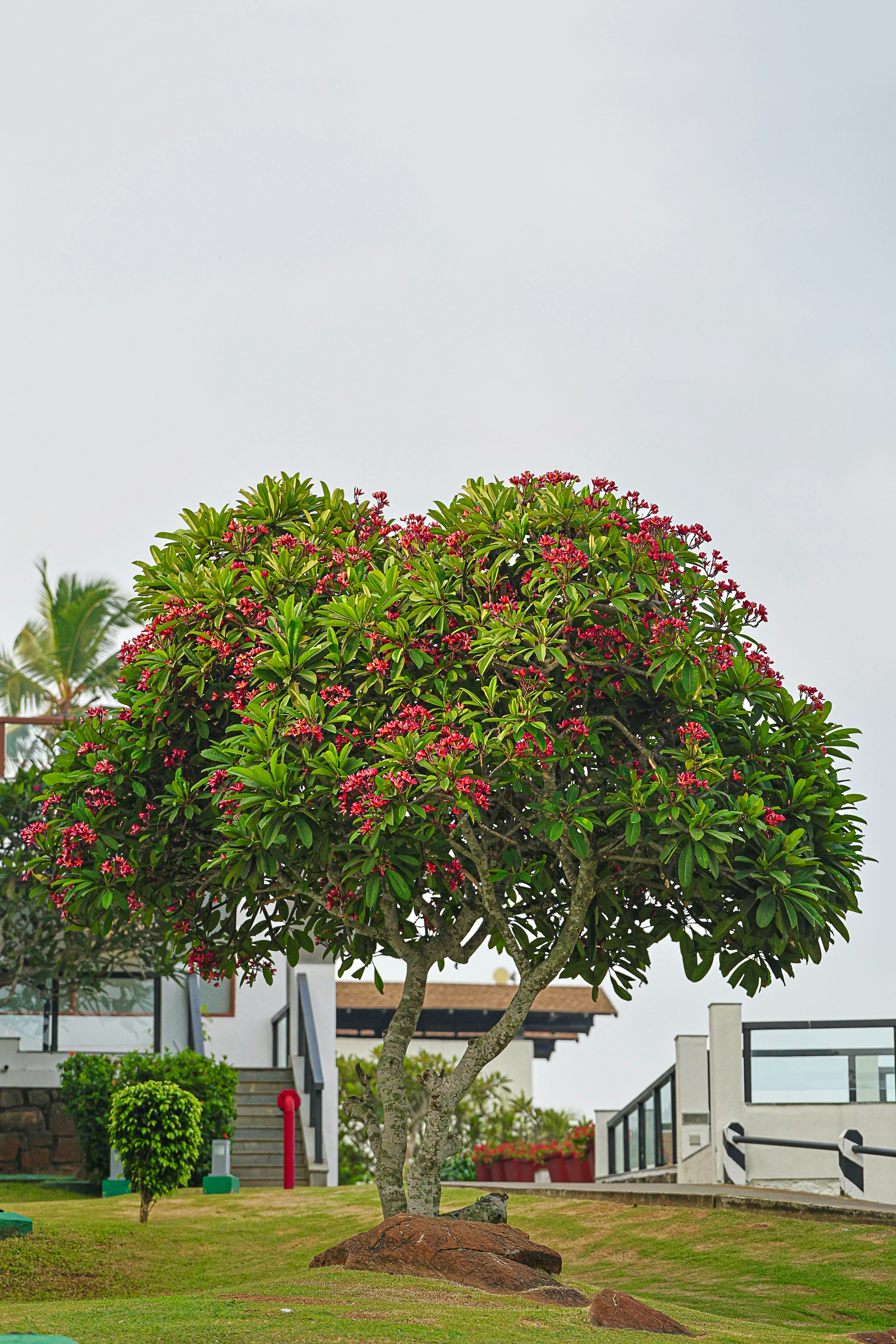 New Hope: Abatacept Can Boost Immune Health in Patients