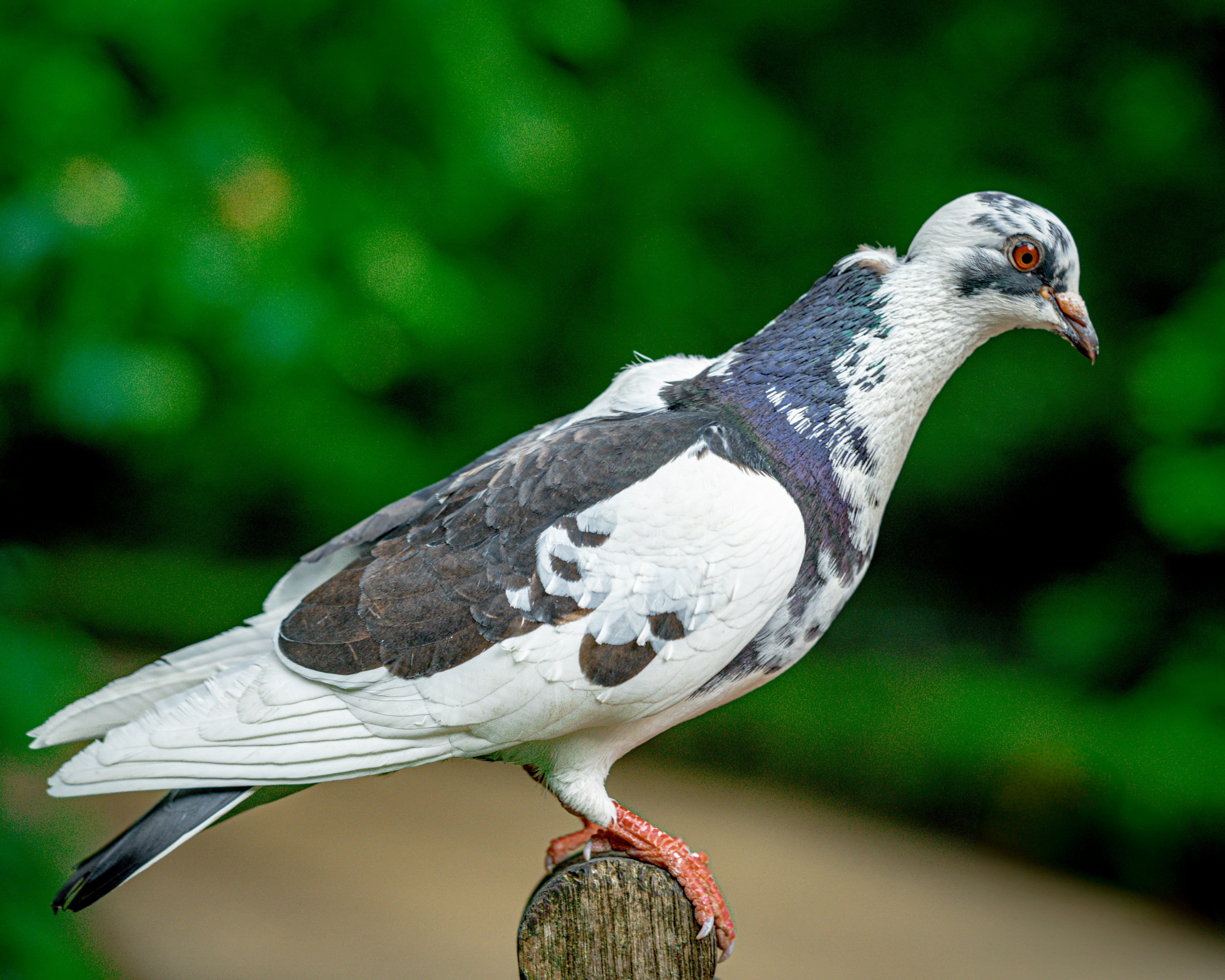 A pigeon sitting on top of a wooden post