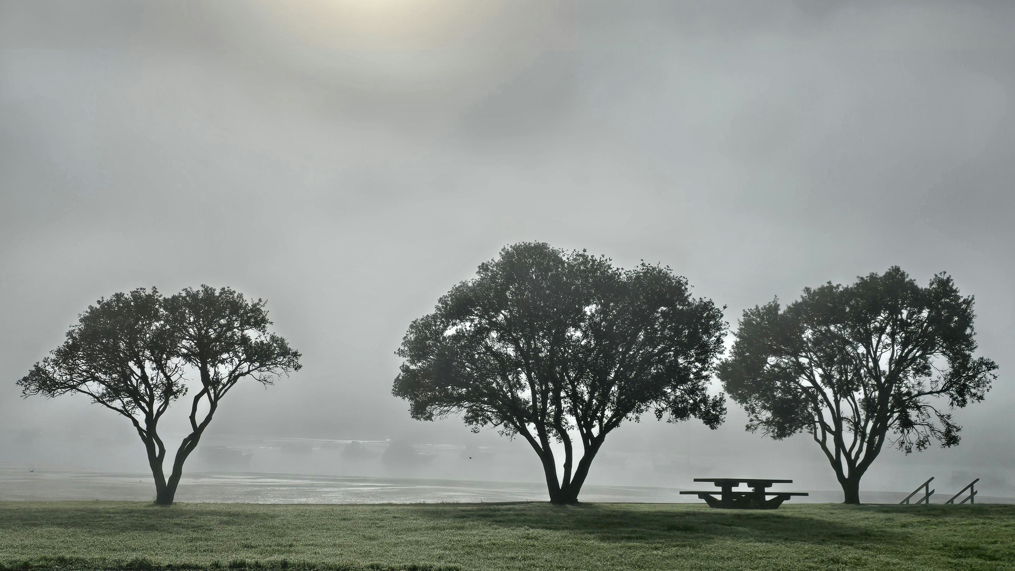 Three trees in a field with a bench in the foreground