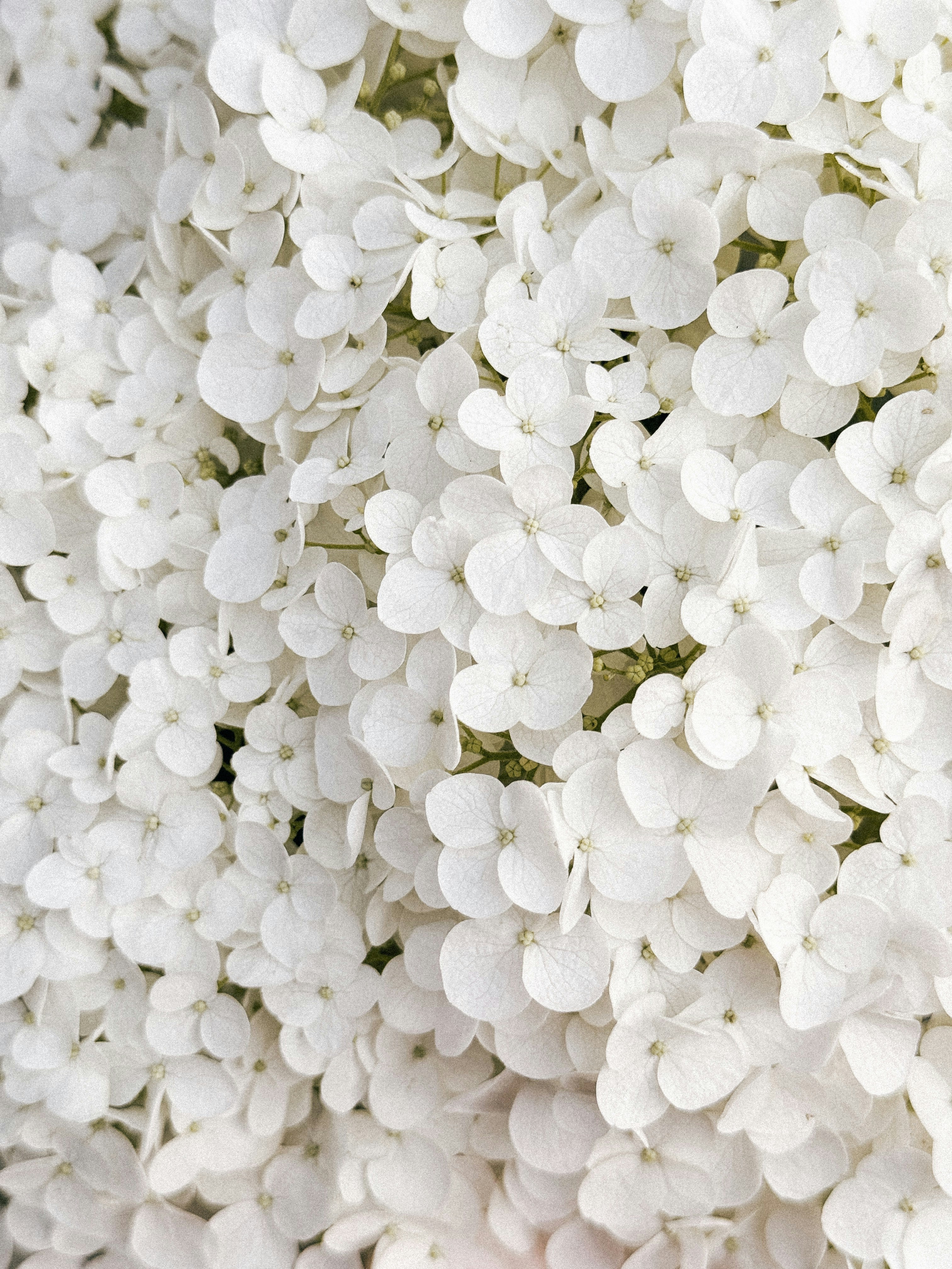 A close up of a bunch of white flowers