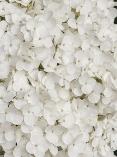 A close up of a bunch of white flowers
