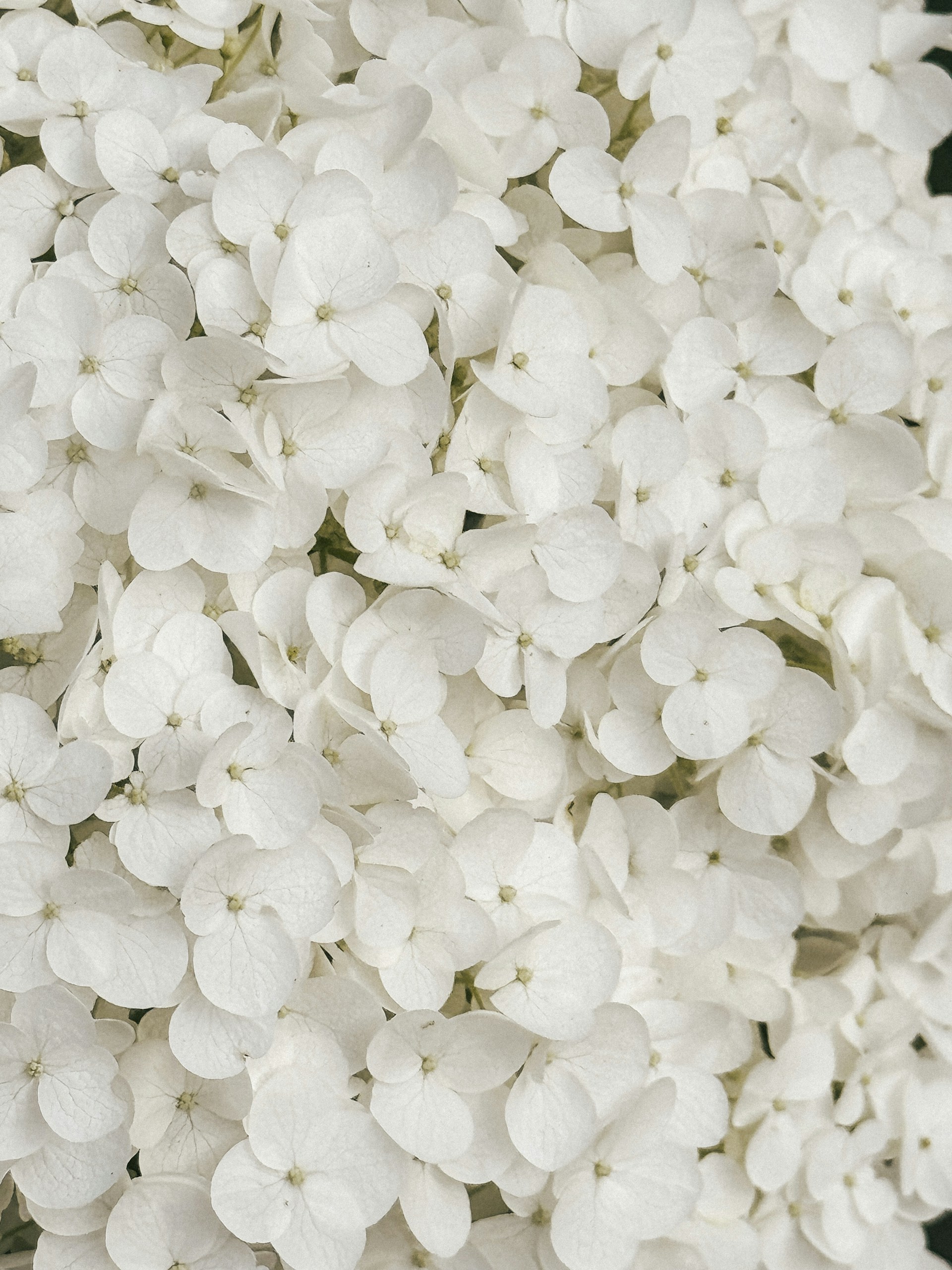 A close up of a bunch of white flowers