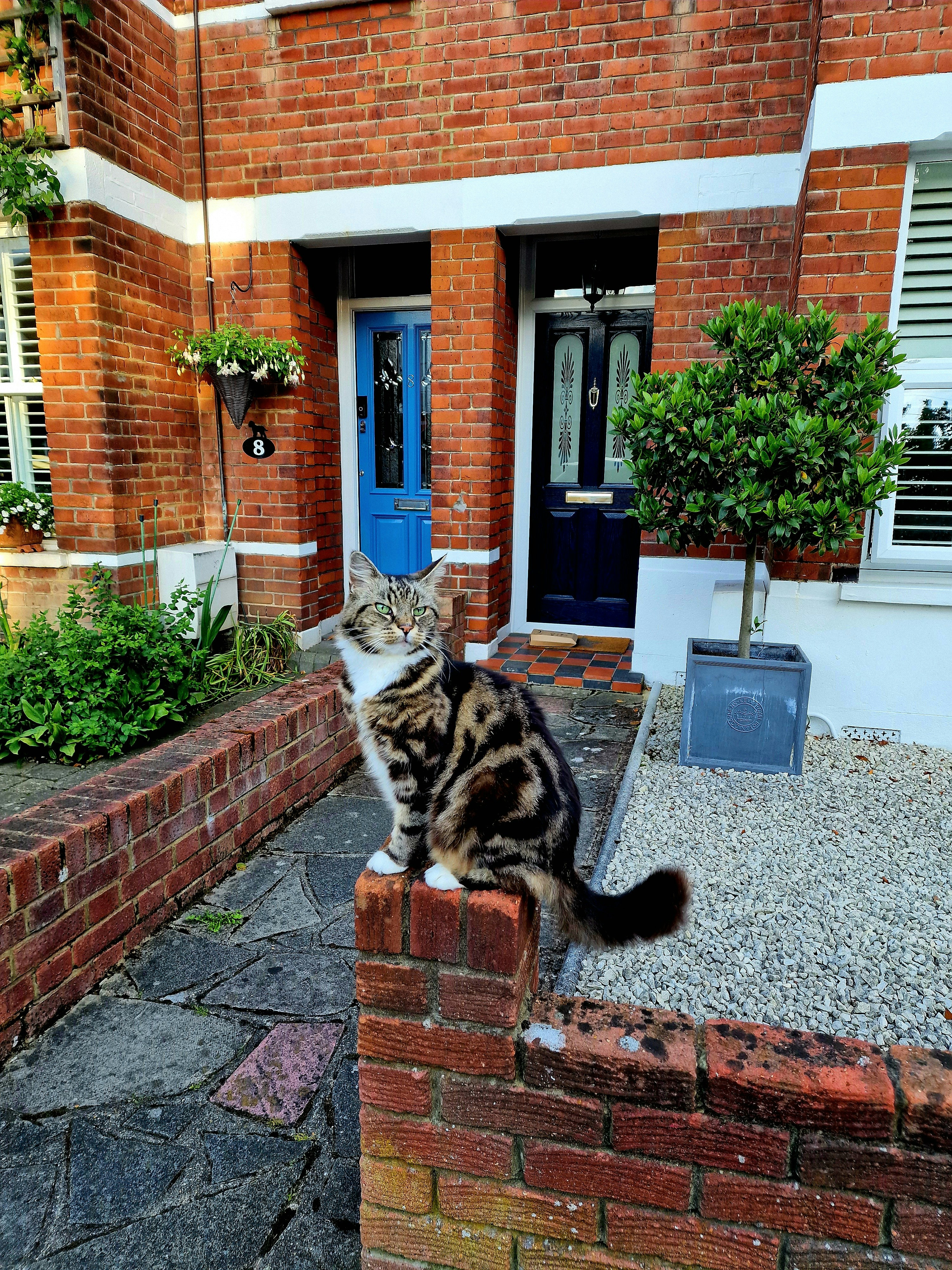 A cat sitting on top of a brick wall