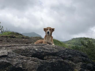 A dog sitting on top of a large rock