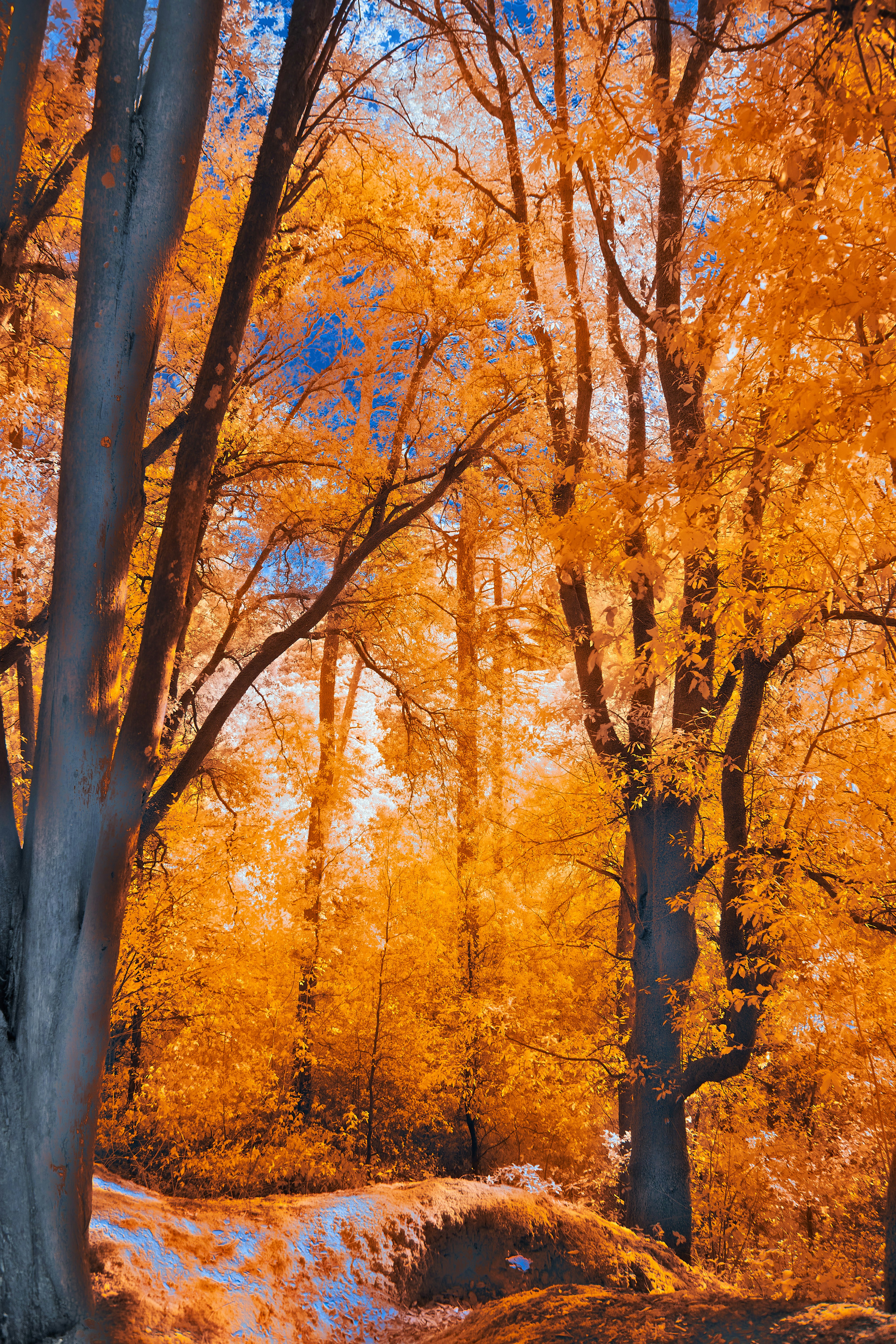 Photo by wolfgang_hasselmann