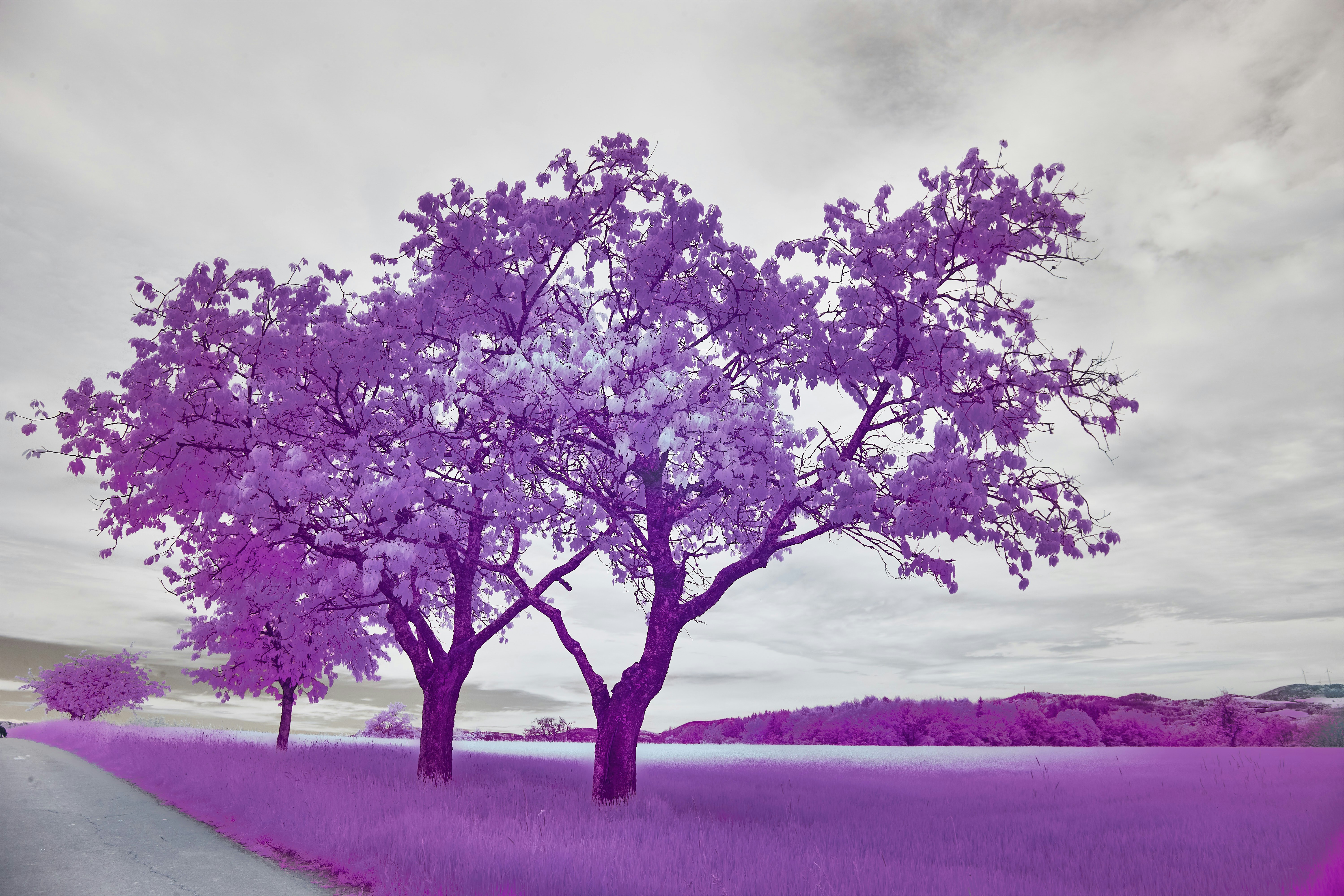 Photo by wolfgang_hasselmann