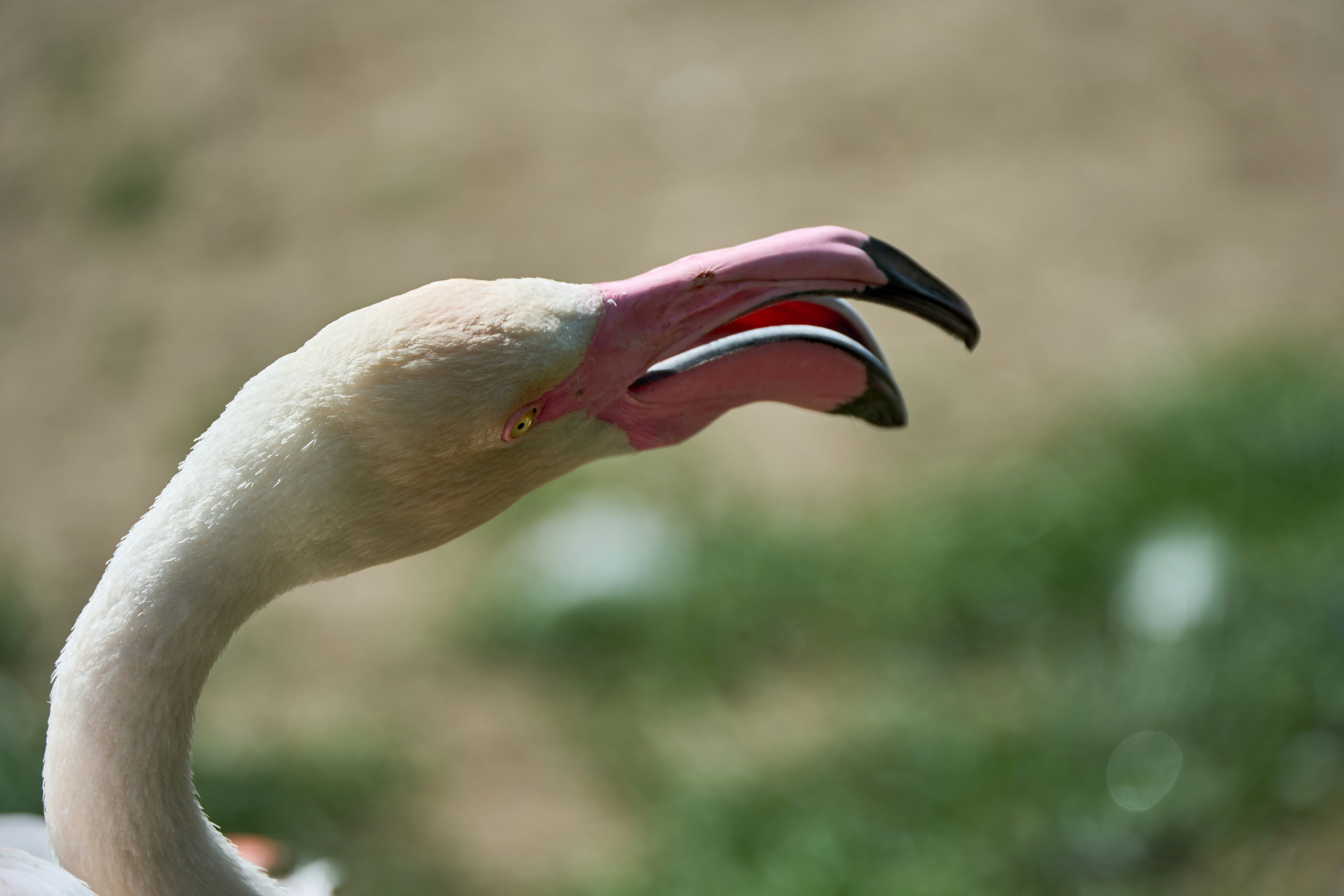 Photo by wolfgang_hasselmann