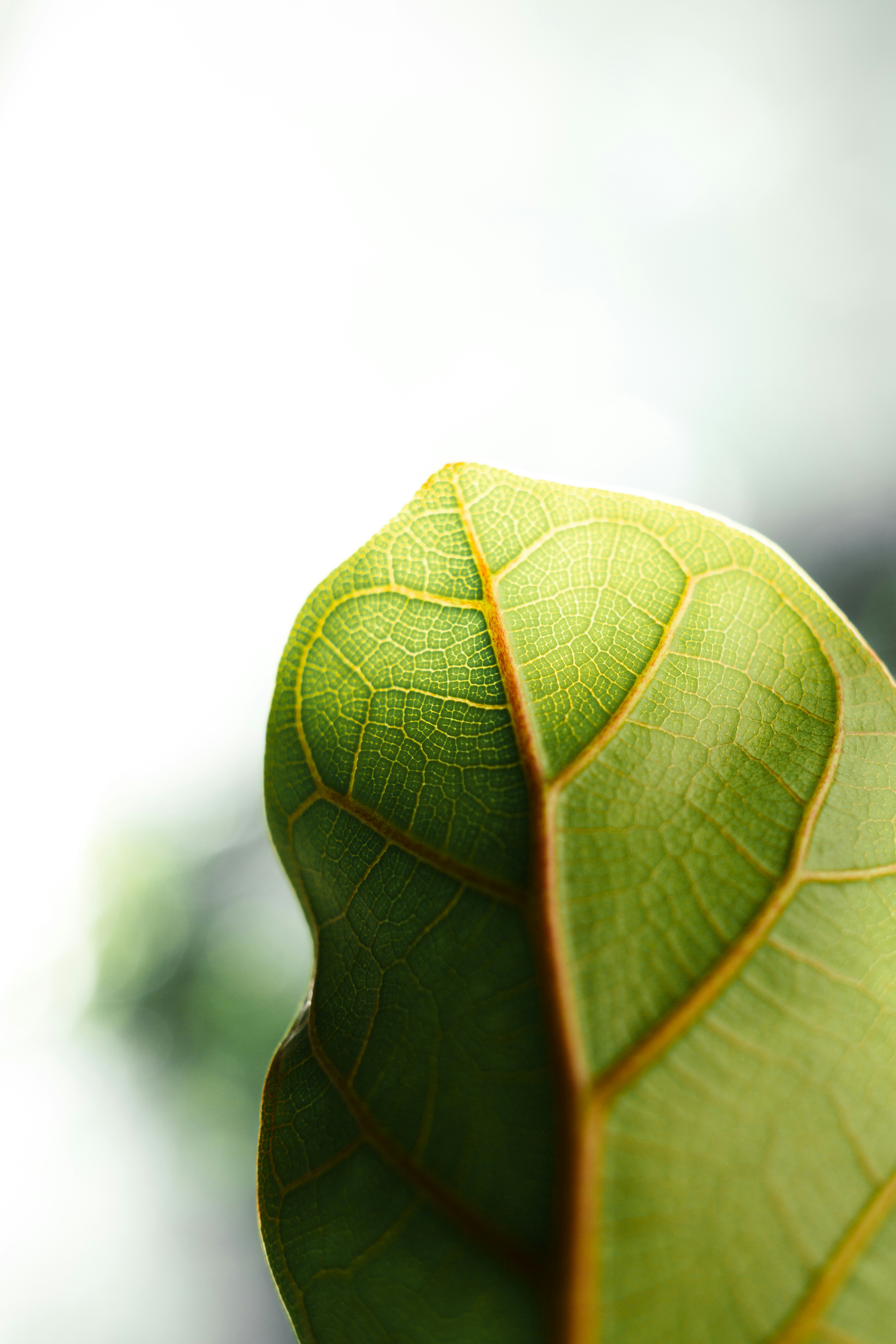 A close up of a green leaf with a blurry background