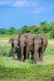 A herd of elephants walking across a lush green field